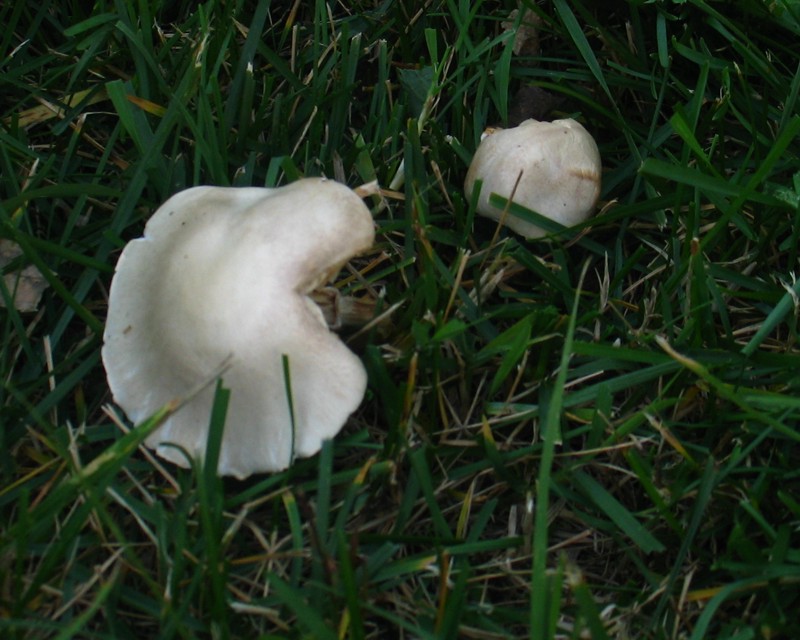 Leucoagaricus leucothites